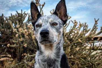 Australian Cattle Dog