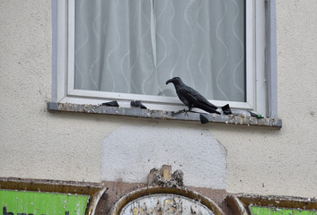Common sigh in Germany where scary black decoy crows are placed on windowside but they are...