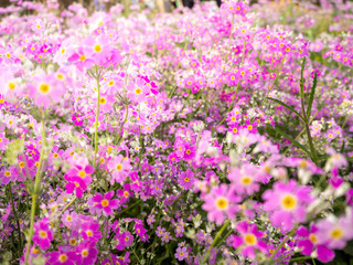 Obraz na płótnie Canvas The field of cosmos Violet flower garden