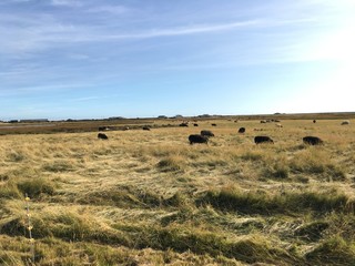 Fototapeta na wymiar herd of sheep in field