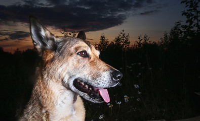Obraz premium Cute Shepherd dog sitting in grass in sunset