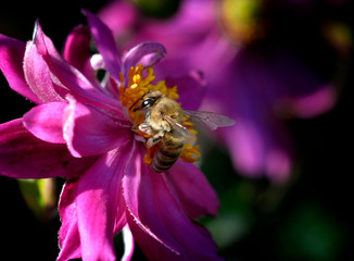 bee on flower