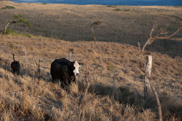 Cows, Dairy Ranch, Coast line, Blue Ocean