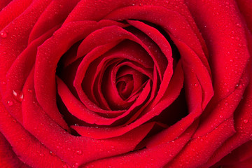beautiful red rose closeup as background