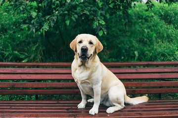 Obedient Labrador Retriever sitting on bench outside