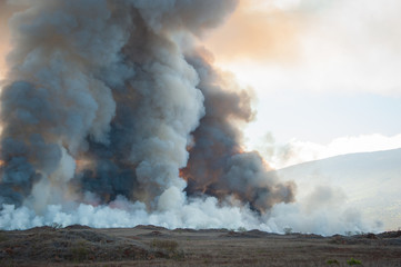 Fototapeta na wymiar Plume of smoke, field fires for harvest sugarcane, Maui, Hawaii