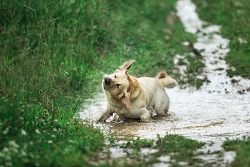 Labrador Retriever playing in puddle in countryside