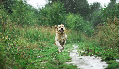 Funny dog playing under raindrops in countryside