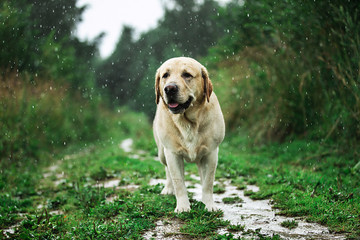 Funny dog playing under raindrops in countryside