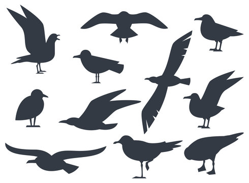 Seagull silhouette set isolated on white background vector. Set flying seagull. Black birds on a white background.