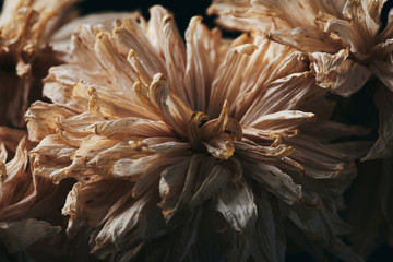 Fototapeta na wymiar a beautiful flower dead in the dark