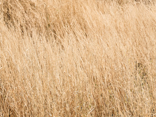 the grass dead background pattern