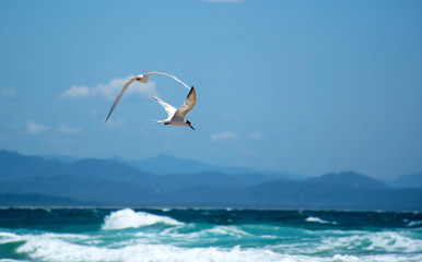 Fototapeta na wymiar Flying Tern over the ocean, Sydney Australia