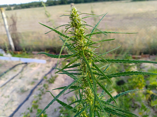 plant in the garden