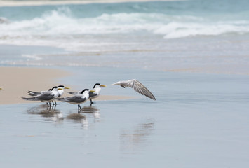 Flying Tern over the ocean, Sydney Australia