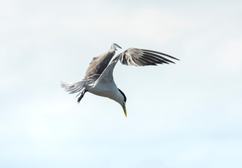 Flying Tern over the ocean, Sydney Australia