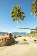 Praia do Aventureiro beach, view of this tropical paradise on Ilha Grande with famous palm, crooked...