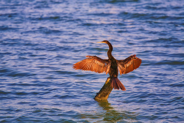 cormorant drying his feathers at sun at sunset