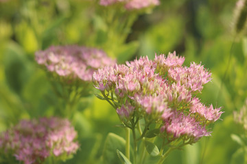 Obraz premium pink flowers in the garden