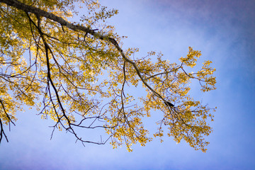 autumn leaves against blue sky
