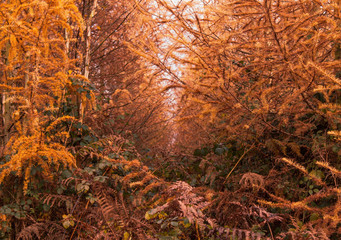 Overgrown autumn forest path 