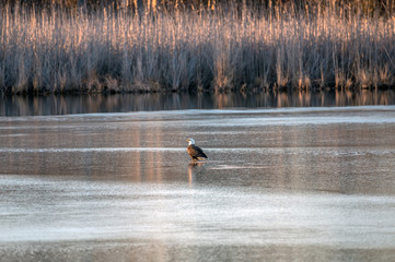 Bald Eagle Standing on the ice of a frozen lake in the sun during Winter