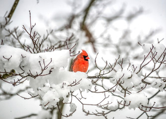 Red Nothern Cardinal bird perched in a snow covered tree during Winter