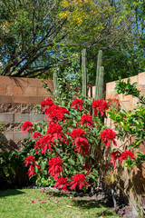 Poinsettia and cactus plants in a garden in Mexico
