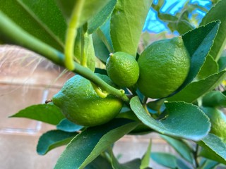 Lemon tree in the garden