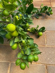 Lemon tree in the garden