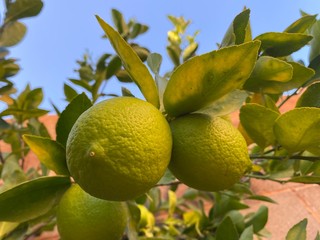 Lemon tree in the garden