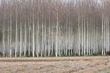 a monochrome and graphic poplar plantation in Gironde - France-