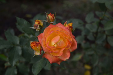 yellow rose in the garden