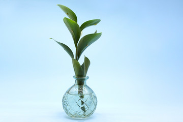 Branch with green leaves stands in a round transparent vase on a blue background. Eco concept. Place for text