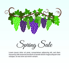 Grape Fruit in spring sale banner