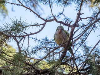 Parrot on a tree