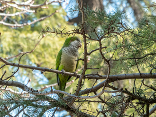 Parrot on a tree