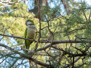 Parrot on a tree