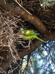Parrot on a tree