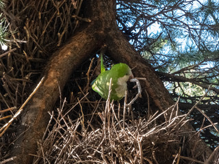 Parrot on a tree