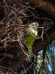 Parrot on a tree