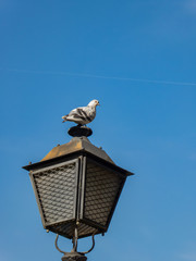 Pigeon on a street lamp