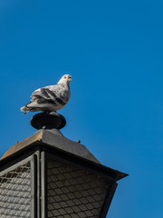 Pigeon on a street lamp
