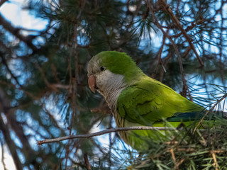 Quaker parrot on a tree