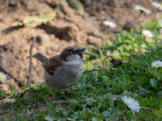 Sparrow on the land