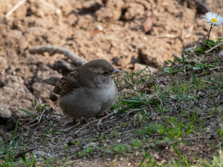 Sparrow on the land