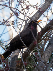 Blackbird on a tree
