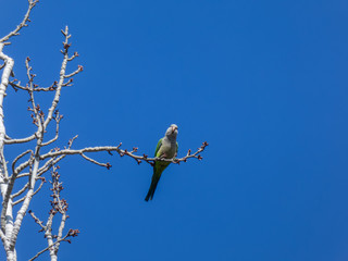 Parrot on a branch