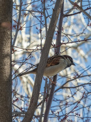 Sparrow on a tree