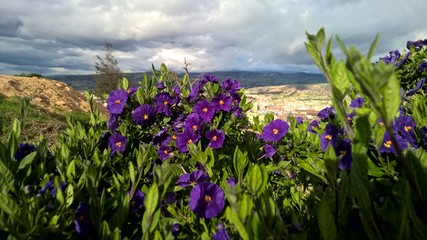 flores purpuras en tarde soleada
